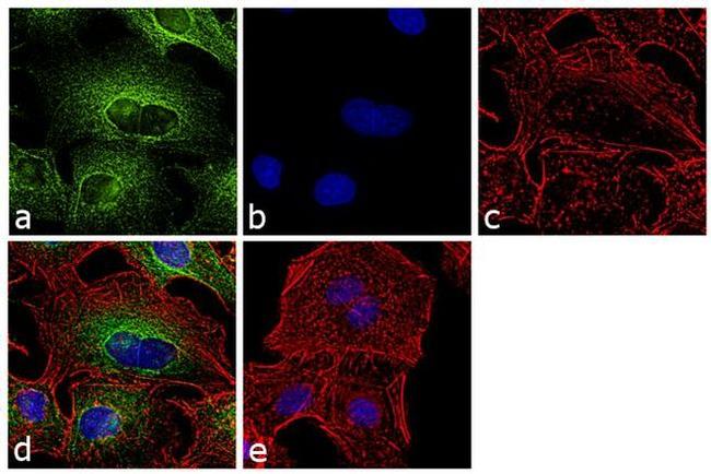 alpha Tubulin Antibody in Immunocytochemistry (ICC/IF)