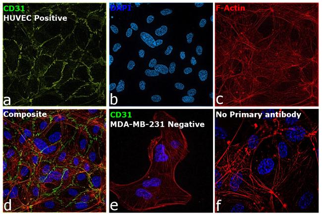 CD31 Antibody in Immunocytochemistry (ICC/IF)