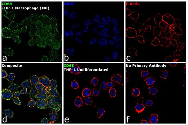 CD68 Antibody in Immunocytochemistry (ICC/IF)