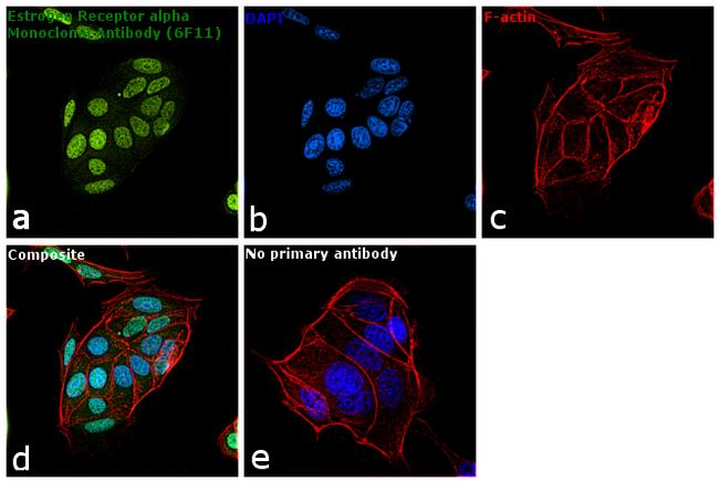 Estrogen Receptor alpha Antibody in Immunocytochemistry (ICC/IF)