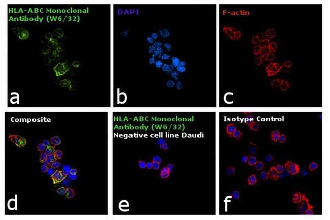 HLA-ABC Antibody in Immunocytochemistry (ICC/IF)