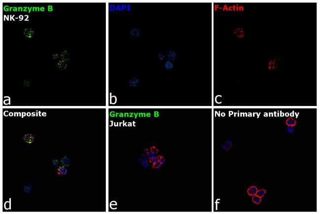 Granzyme B Antibody in Immunocytochemistry (ICC/IF)