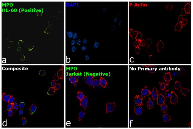 Myeloperoxidase Antibody in Immunocytochemistry (ICC/IF)