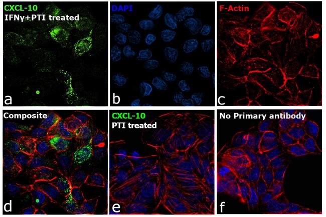 CXCL10 Antibody in Immunocytochemistry (ICC/IF)