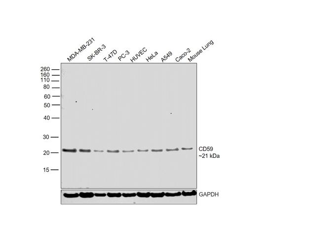 CD59 Antibody in Western Blot (WB)