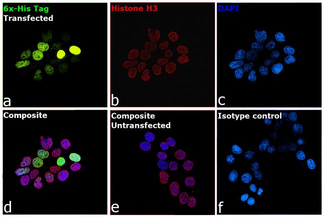 6x-His Tag Antibody in Immunocytochemistry (ICC/IF)