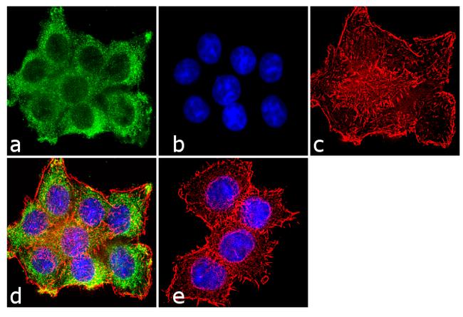 PRC1 Antibody in Immunocytochemistry (ICC/IF)