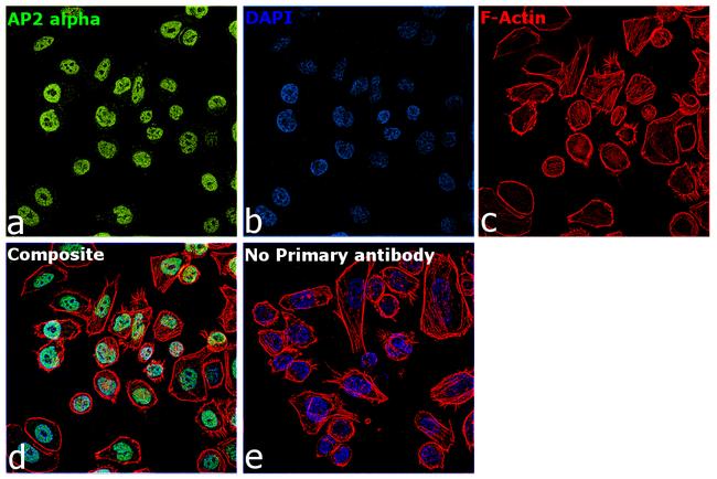 AP2 alpha Antibody in Immunocytochemistry (ICC/IF)