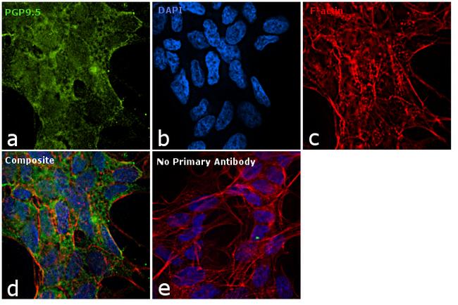 PGP9.5 Antibody in Immunocytochemistry (ICC/IF)