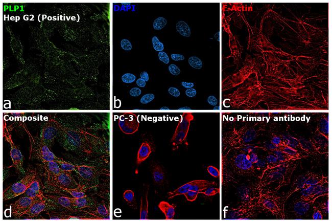 PLP1 Antibody in Immunocytochemistry (ICC/IF)