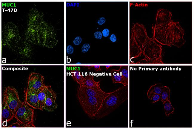 MUC1 Antibody in Immunocytochemistry (ICC/IF)