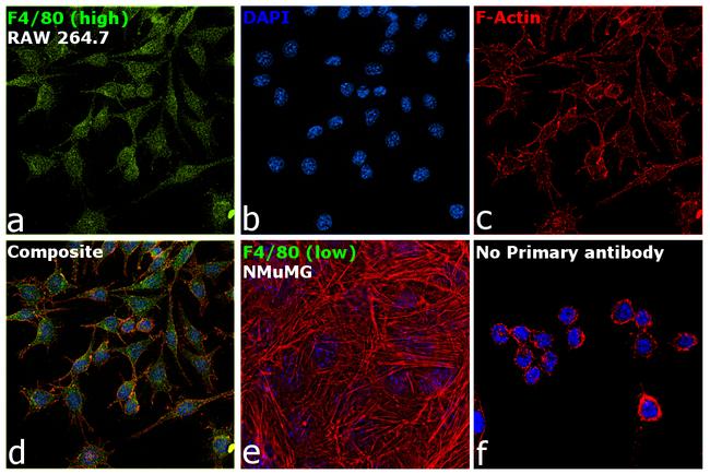 F4/80 Antibody in Immunocytochemistry (ICC/IF)