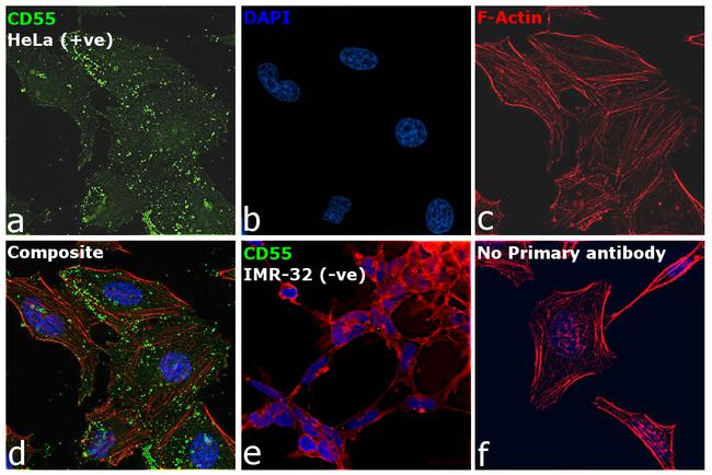 CD55 Antibody in Immunocytochemistry (ICC/IF)