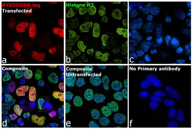 DYKDDDDK Tag Antibody in Immunocytochemistry (ICC/IF)