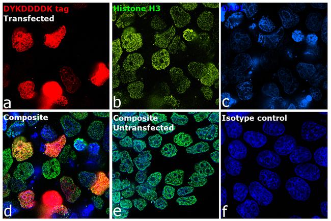 DYKDDDDK Tag Antibody in Immunocytochemistry (ICC/IF)