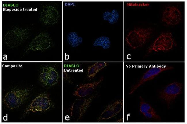 DIABLO Antibody in Immunocytochemistry (ICC/IF)