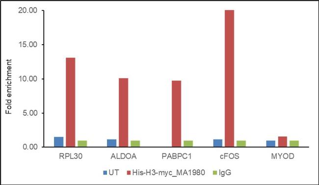 c-Myc Antibody in ChIP Assay (ChIP)