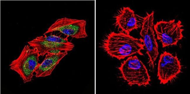 HSP70 Antibody in Immunocytochemistry (ICC/IF)