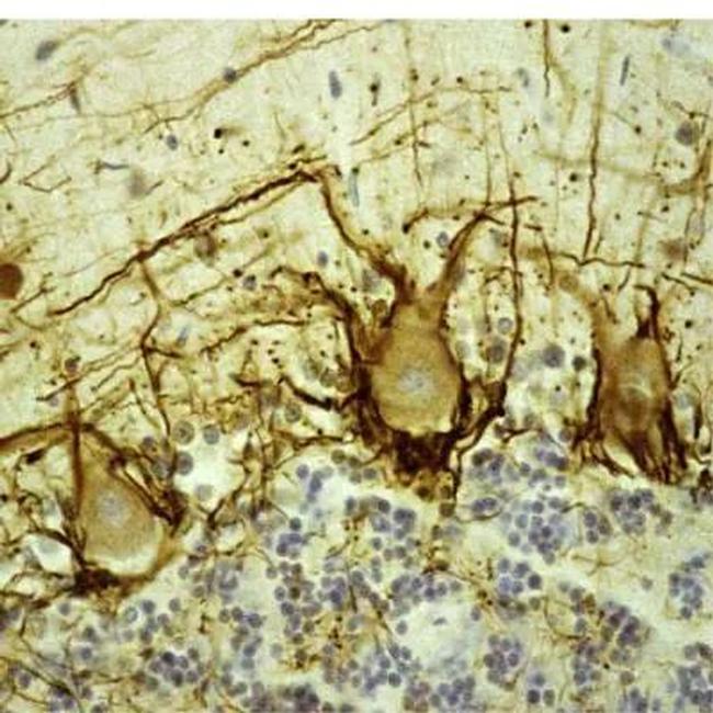 NF-H Antibody in Immunohistochemistry (Paraffin) (IHC (P))