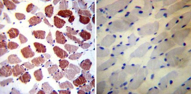 Phospholamban Antibody in Immunohistochemistry (Paraffin) (IHC (P))