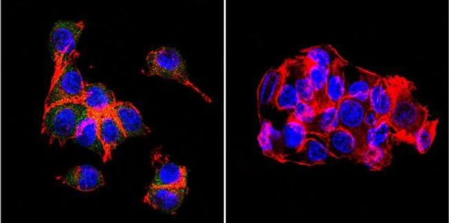 OATP2/OATP8 Antibody in Immunocytochemistry (ICC/IF)