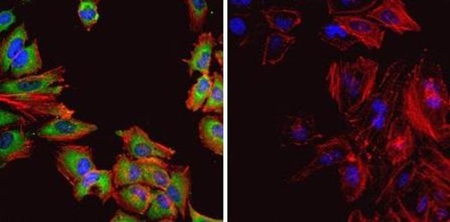 HSP60 Antibody in Immunocytochemistry (ICC/IF)