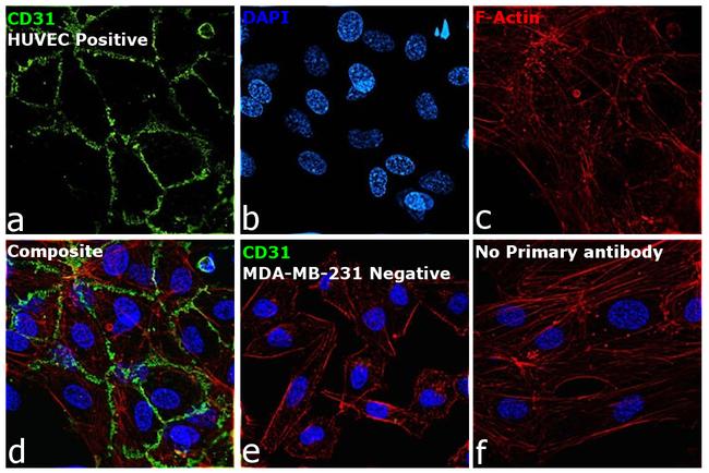 CD31 Antibody in Immunocytochemistry (ICC/IF)