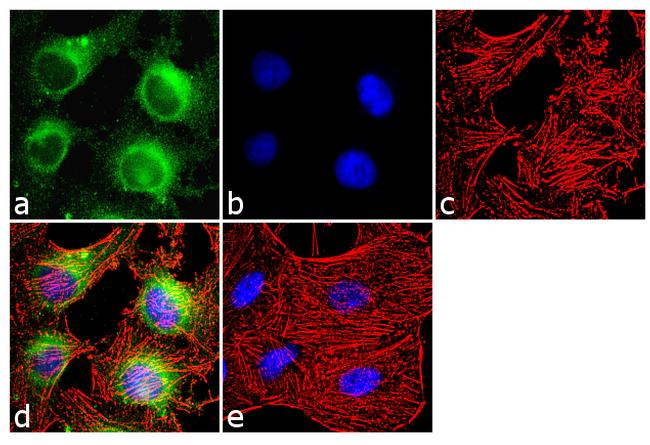 Calmodulin Antibody in Immunocytochemistry (ICC/IF)