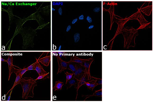 Sodium/Calcium Exchanger Antibody in Immunocytochemistry (ICC/IF)