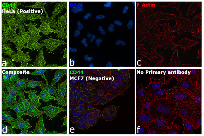 CD44 Antibody in Immunocytochemistry (ICC/IF)