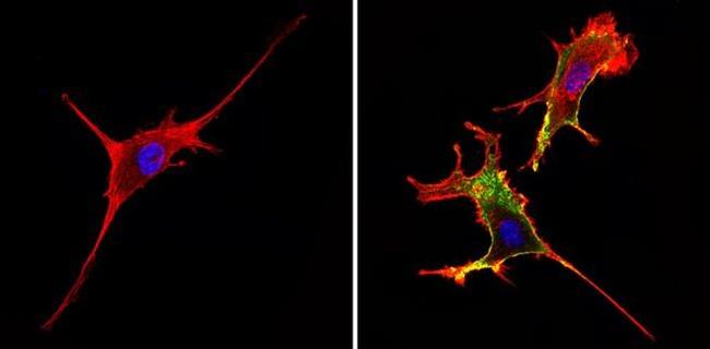 CD44 Antibody in Immunocytochemistry (ICC/IF)