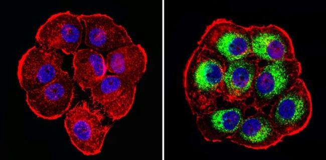 MUC1 Antibody in Immunocytochemistry (ICC/IF)