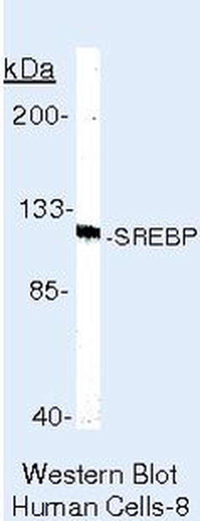 SREBP1 Antibody in Western Blot (WB)