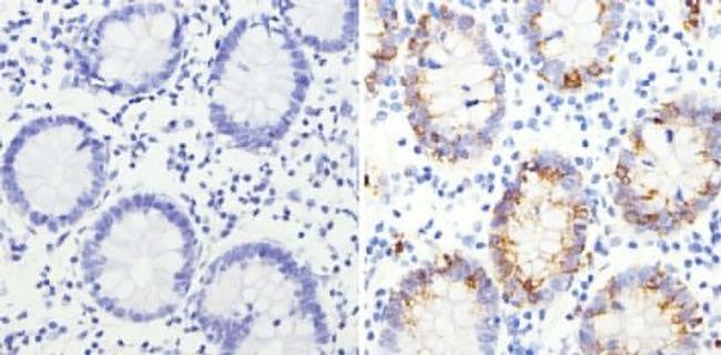 MUC2 Antibody in Immunohistochemistry (Paraffin) (IHC (P))