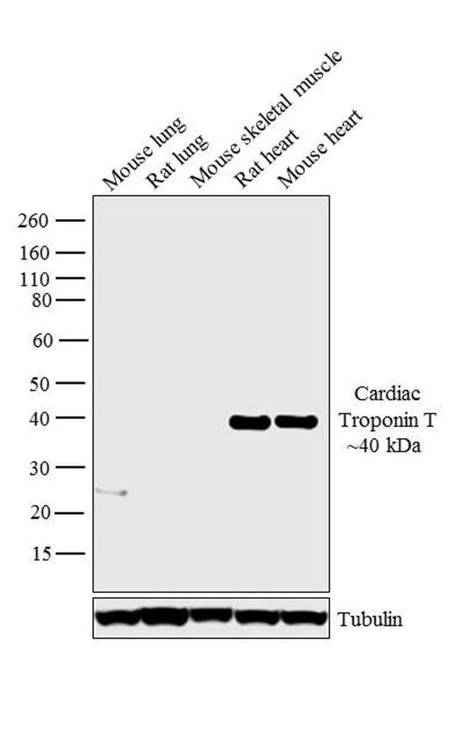 Cardiac Troponin T Antibody in Western Blot (WB)