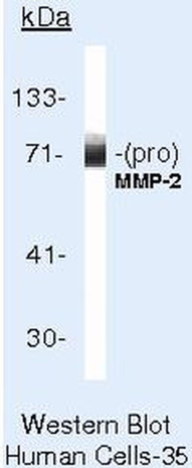 MMP2 Antibody in Western Blot (WB)