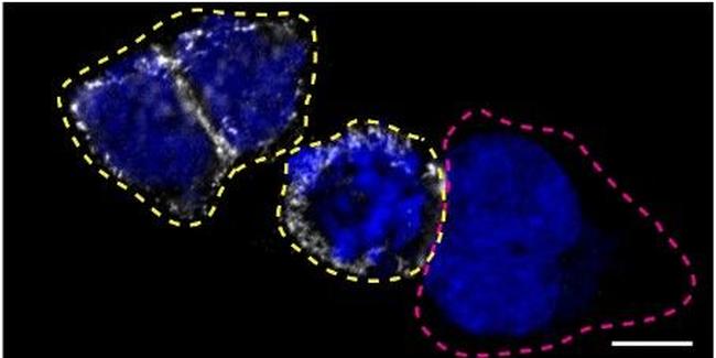 CD44 Antibody in Immunocytochemistry (ICC/IF)