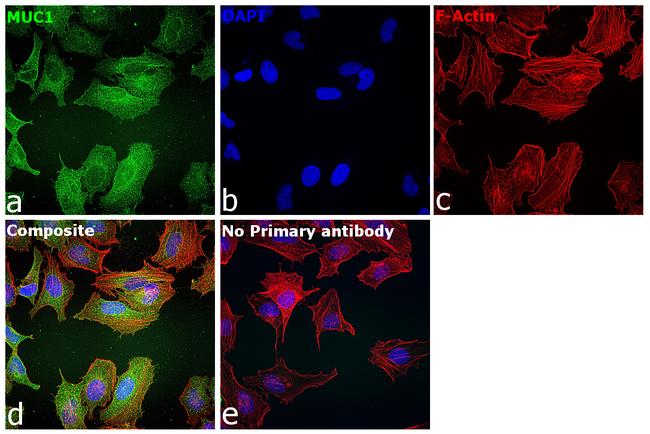 MUC1 Antibody in Immunocytochemistry (ICC/IF)