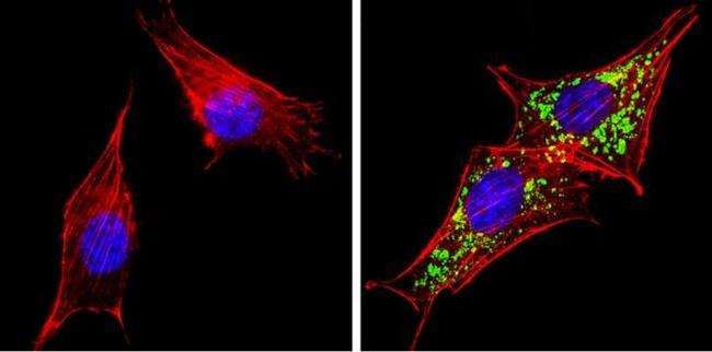 HGF Antibody in Immunocytochemistry (ICC/IF)