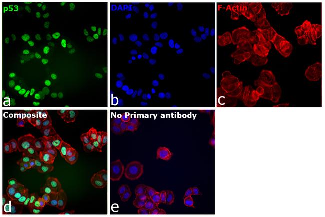 p53 Antibody in Immunocytochemistry (ICC/IF)