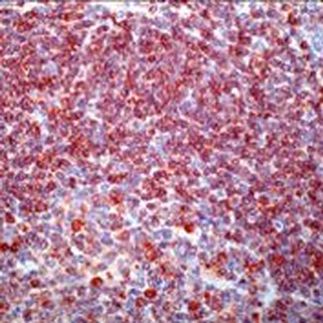 CD79a Antibody in Immunohistochemistry (Paraffin) (IHC (P))