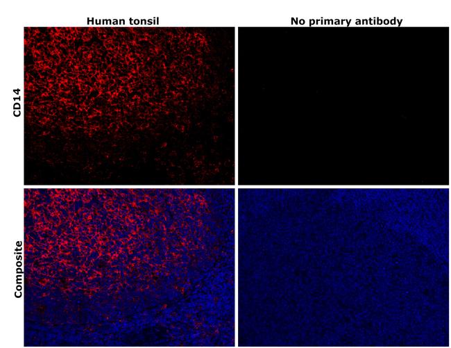 CD14 Antibody in Immunohistochemistry (Paraffin) (IHC (P))