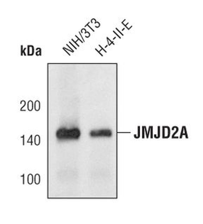 JMJD2A Antibody in Western Blot (WB)