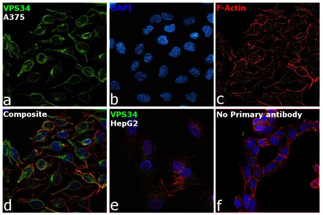 VPS34 Antibody in Immunocytochemistry (ICC/IF)