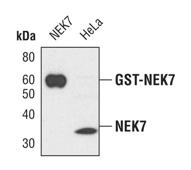 NEK7 Antibody in Western Blot (WB)