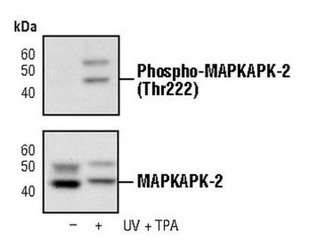 Phospho-MAPKAPK2 (Thr222) Antibody in Western Blot (WB)