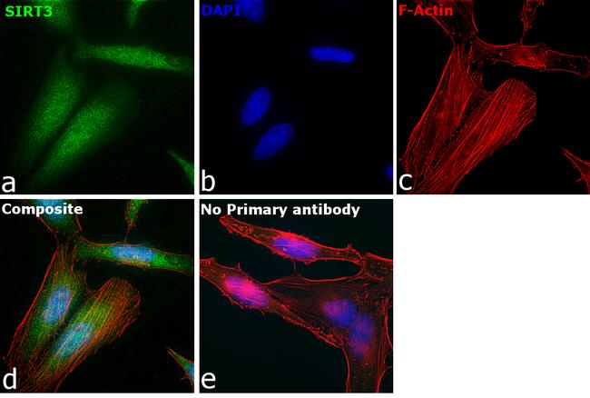 SIRT3 Antibody in Immunocytochemistry (ICC/IF)