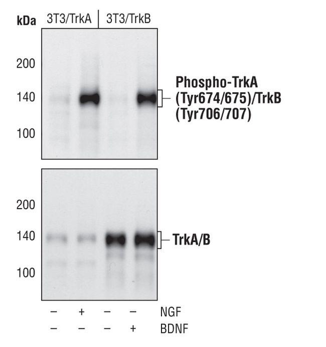 Phospho-TrkA/TrkB (Tyr674, Tyr675, Tyr706, Tyr707) Antibody in Western Blot (WB)