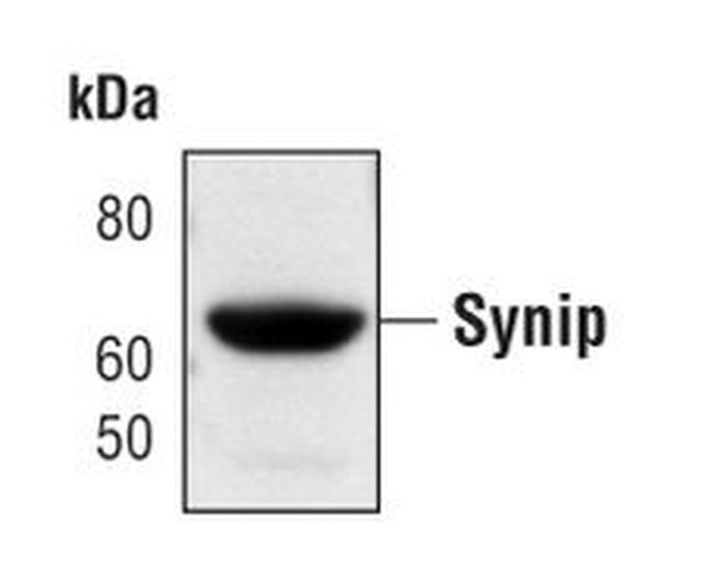 Synip Antibody in Western Blot (WB)