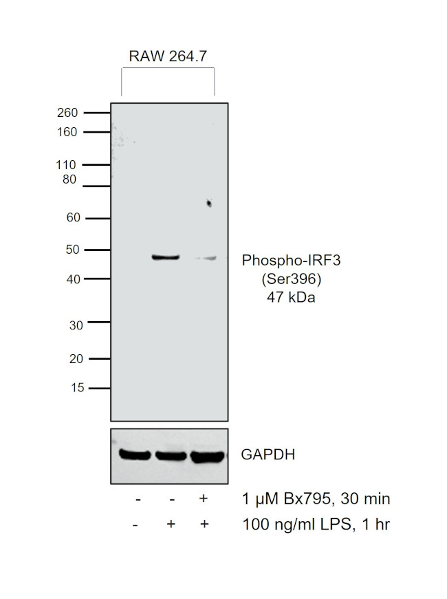 Phospho-IRF3 (Ser396) Antibody in Western Blot (WB)